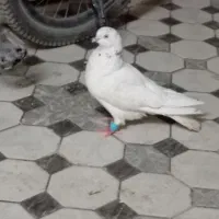 کبوتر شیخ ابری گرفتنی|پرنده|آبادان, |دیوار