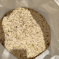 فروش تخم کدو