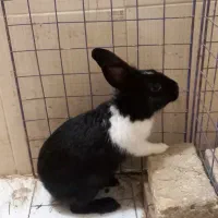 خرگوش نر بالغ جوان|موش و خرگوش|ساری, |دیوار