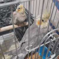 عروس هلندی جوان ۴ و ۶ و ۸ ماهه