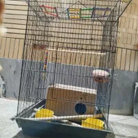 قفس عروس هلندی|لوازم جانبی حیوانات|شاهینشهر, شهرک ردانی پور|دیوار