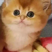 مجموعه گربه های پرشین بریتیش اسکاتیش، ناز