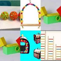 حراج بلک فرایدی طوطی کوتوله عروس هلندی دونخوروبالغ|پرنده|اصفهان, آبشار|دیوار