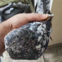 کبوتر|پرنده|اصفهان, کوی گلزار|دیوار