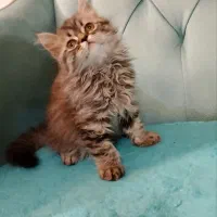 بچه گربه
