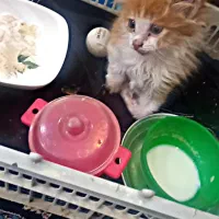 گربه پرشین|گربه|ارومیه, |دیوار