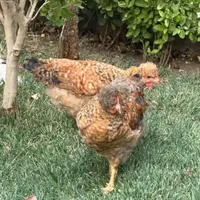 ۷ عدد نیمچه ۳ ماهه کاکلی زیبا با کیفیت خانگی|حیوانات مزرعه|مشهد, شهید رضوی|دیوار