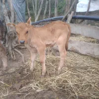 گوساله شیرخوار