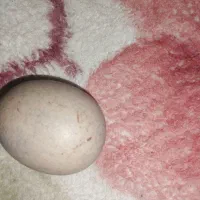 مهره خلاص|کلکسیون اشیاء عتیقه|بندرعباس, |دیوار