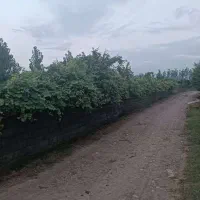 باغ مرکبات|فروش زمین و ملک کلنگی|خوش‌رودپی, |دیوار