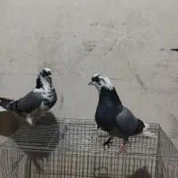 کبوتر قارای