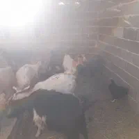 حیوانات|حیوانات مزرعه|نی‌ریز, |دیوار