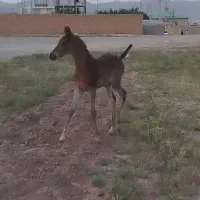 کره نریان عرب دوسر مدارک دار|اسب و تجهیزات اسب‌سواری|قیدار, |دیوار