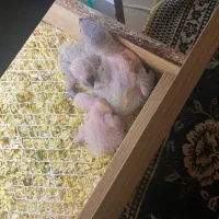 فروش سه عدد جوجه کاسکو