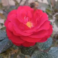 واحدسعدی شهرک گلسار۱۴۵متر