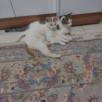 گربه|گربه|سنندج, |دیوار