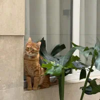 واگذاری رایگان