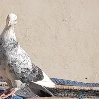 کبوتر پرشی|پرنده|گرمسار, |دیوار