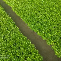 سبزه بهار نارنج