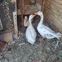 فروش 3عددغاز