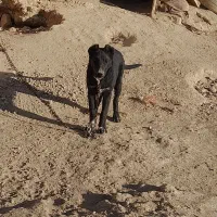 سگ لاسه بدرد بخور|سگ|گلپایگان, |دیوار