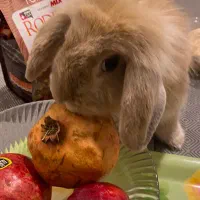 واگذاری لوپ نر|موش و خرگوش|تهران, آبشار|دیوار