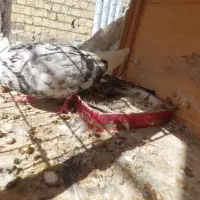 کبوتر|پرنده|کرج, فاز ۲ مهرشهر|دیوار