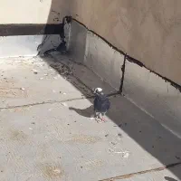 کفتر|پرنده|قم, منبع آب|دیوار
