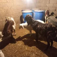 چند تا گوسفند|حیوانات مزرعه|زیرکوه, |دیوار