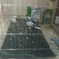 کبوتر|پرنده|اصفهان, دارک|دیوار