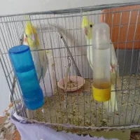 جفت عروس هلندی|پرنده|زرند, |دیوار