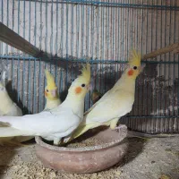 عروس هلندی لوتینو زعفرانی