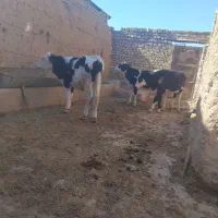 گوساله سیمینتال دشتی|حیوانات مزرعه|رامند, |دیوار