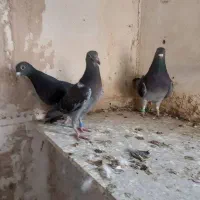 کبوتر کفترمسافتی پلاکی