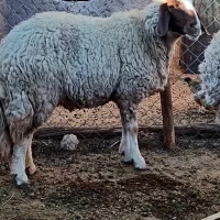 میش‌سنجابی‌جوان|حیوانات مزرعه|کرمانشاه, |دیوار