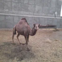 فروش یک نفر دیلاق