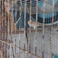 فروش قناری موزایکی|پرنده|آمل, |دیوار