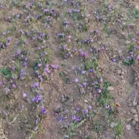 زمین کشاورزی 5000 متری زعفران جاده فریمان