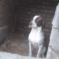 توله شکاری دنبلانی