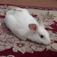 خرگوش|موش و خرگوش|مشهد, طبرسی شمالی|دیوار