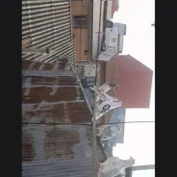 کبوتر پرشی|پرنده|رشت, باهنر|دیوار