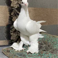 کبوتر اغ ایاخلی اوجا مایا معاوضه