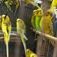 فروش ۲۰ عدد مرغ عشق