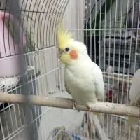 عروس هلندی نر