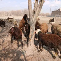 بره نر کشتاری