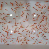 ماهی قرمز|ماهی|شوشتر, |دیوار