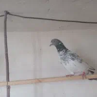 کفتر|پرنده|گیان, |دیوار