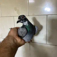 دوبر صید شده