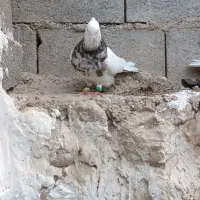 جفت طوقی|پرنده|اهرم, |دیوار