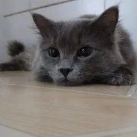 گربه اسکاتیش نر